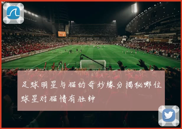 足球明星与猫的奇妙缘分揭秘哪位球星对猫情有独钟