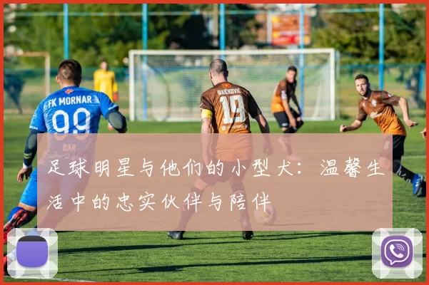 足球明星与他们的小型犬：温馨生活中的忠实伙伴与陪伴